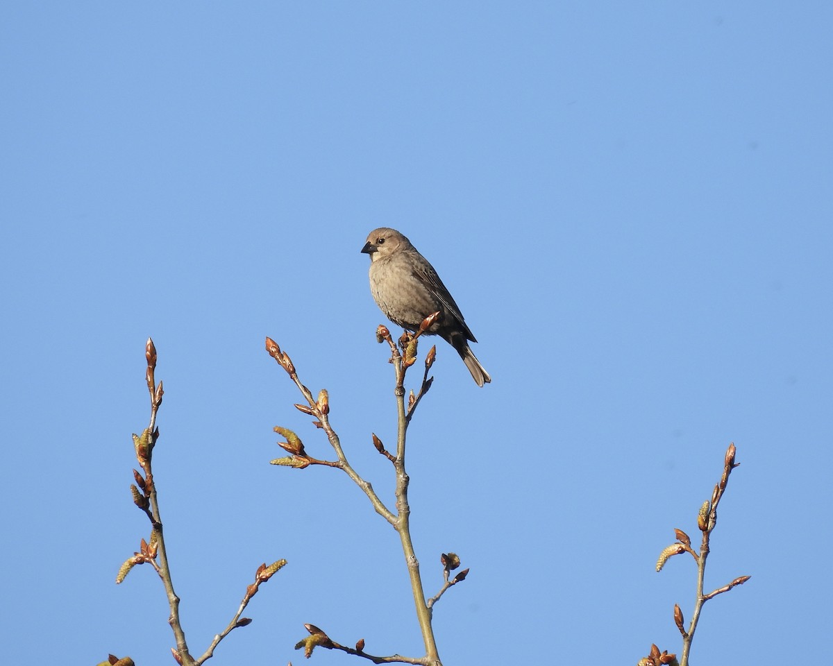 Vacher à tête brune - ML634570916