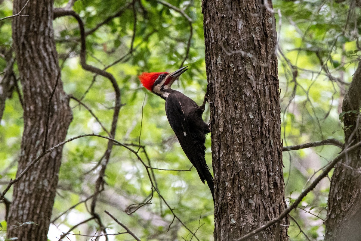 Pileated Woodpecker - ML634570986