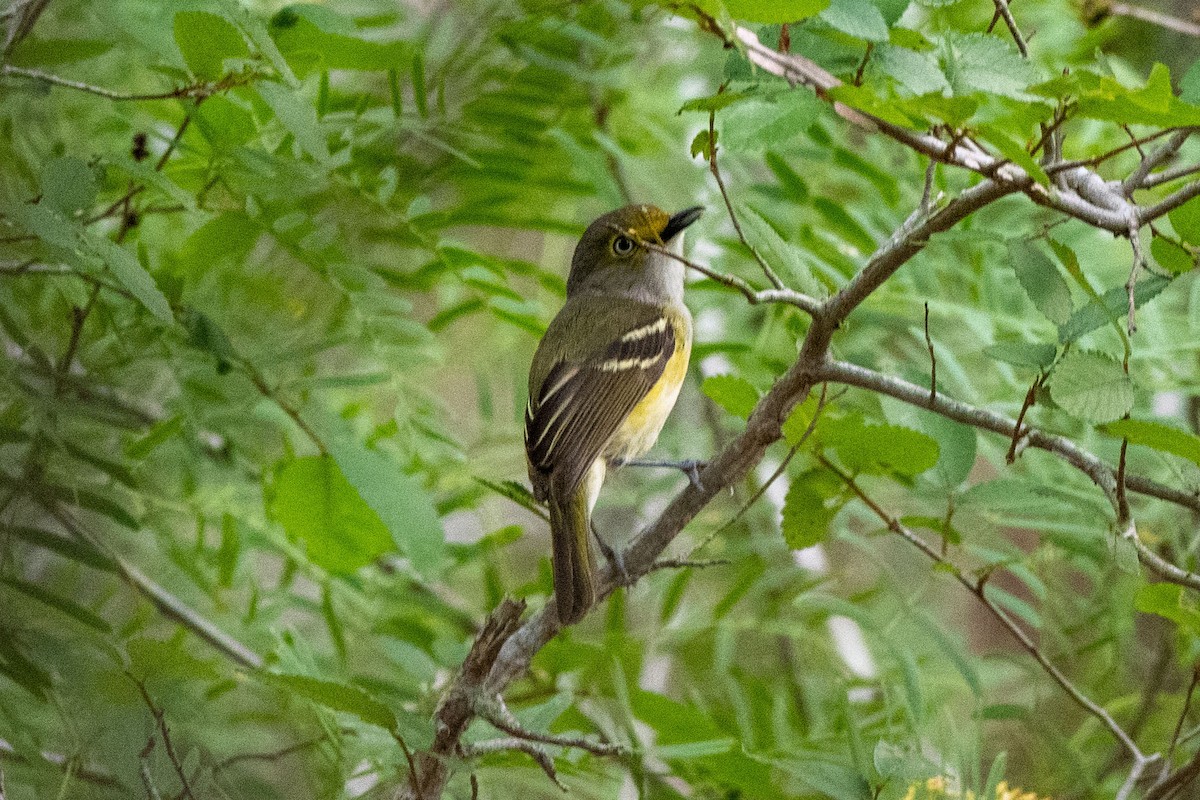 White-eyed Vireo - ML634571021