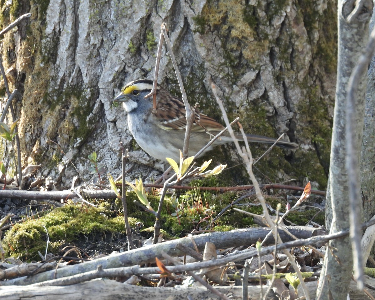 Bruant à gorge blanche - ML634571030
