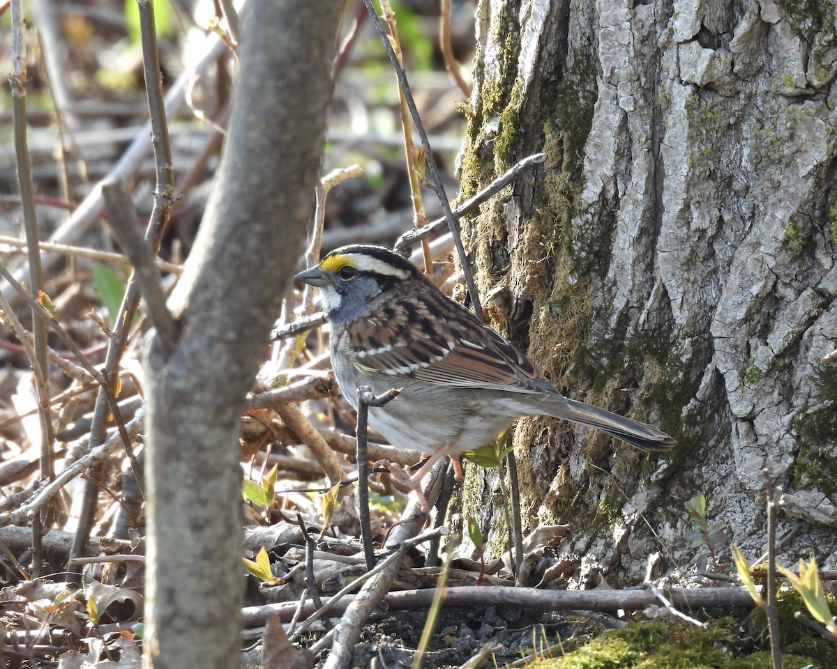 Bruant à gorge blanche - ML634571031