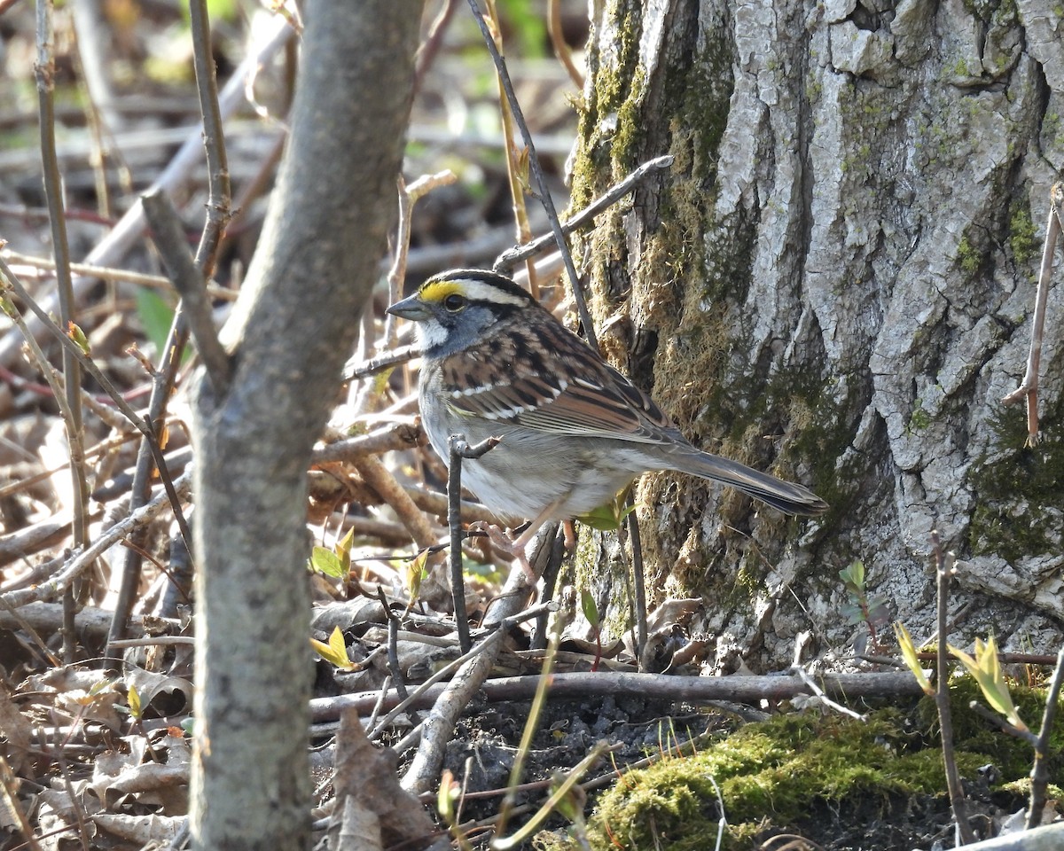 Bruant à gorge blanche - ML634571032