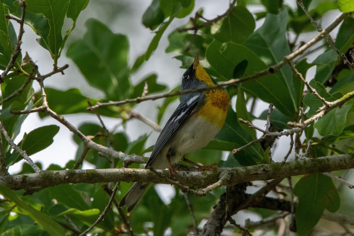 Northern Parula - ML634571104