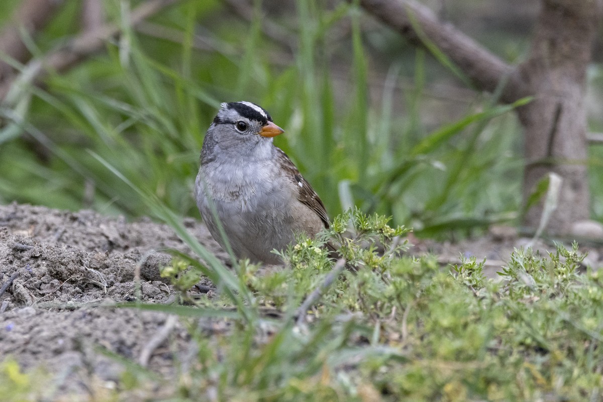 White-crowned Sparrow - ML634571116