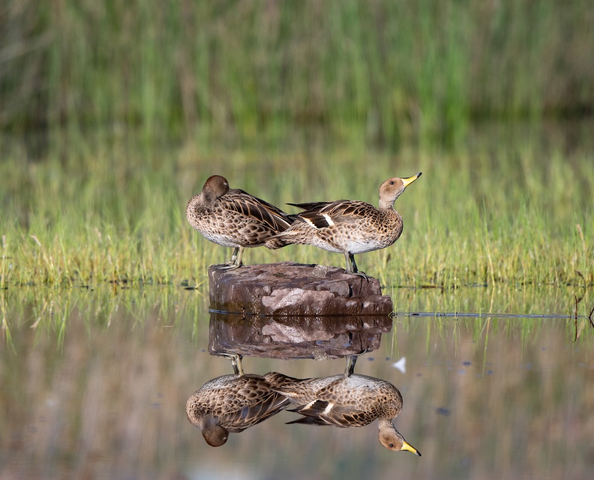 Yellow-billed Pintail - ML634571117