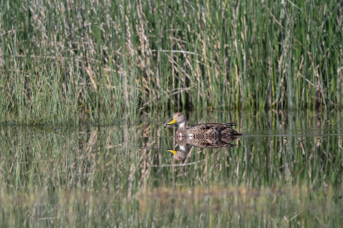 Yellow-billed Pintail - ML634571118