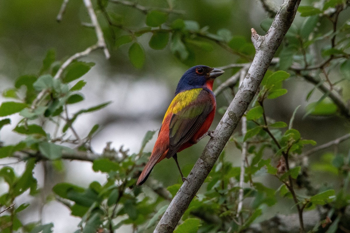 Painted Bunting - ML634571119