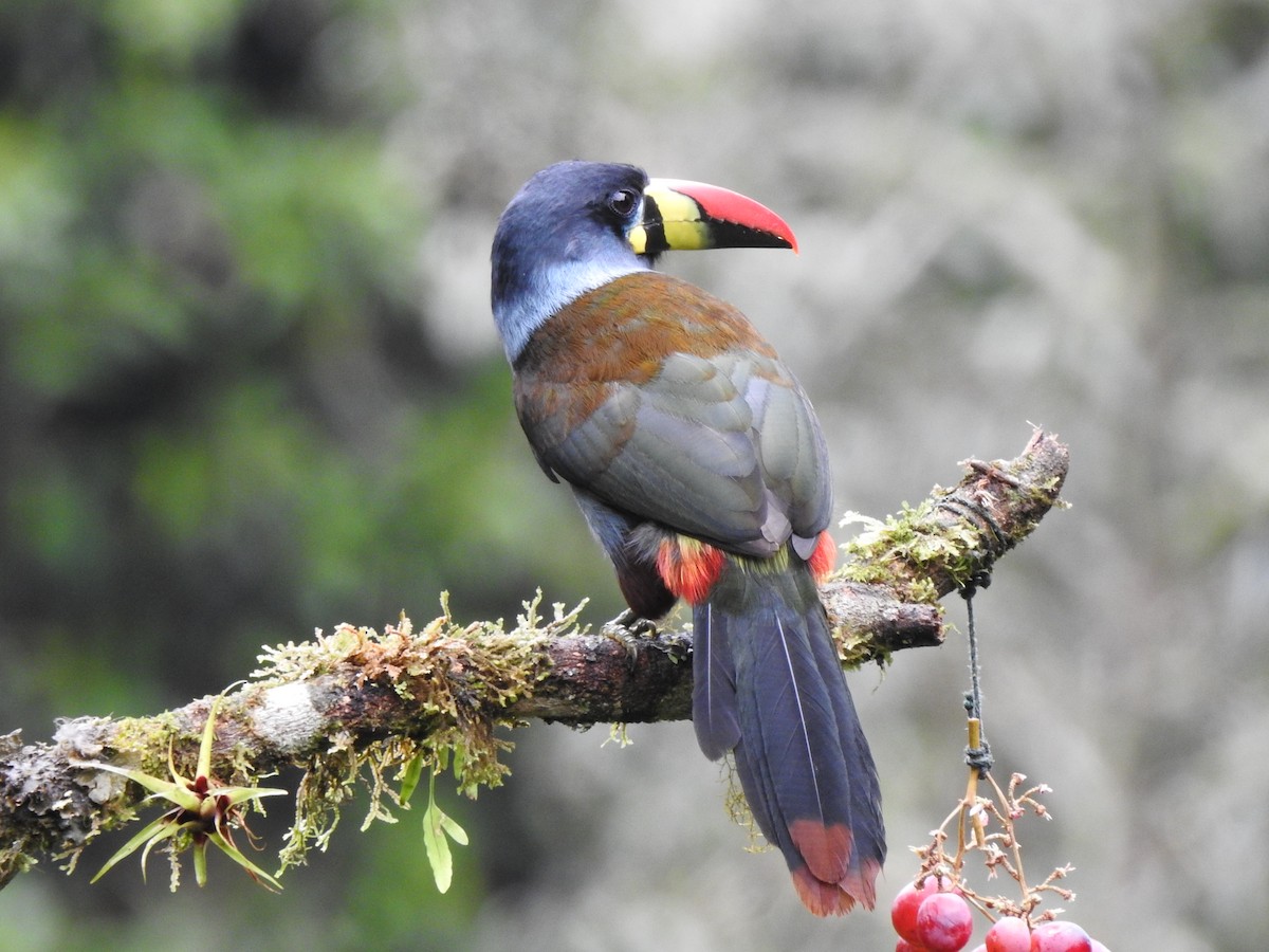 Gray-breasted Mountain-Toucan - ML634571231