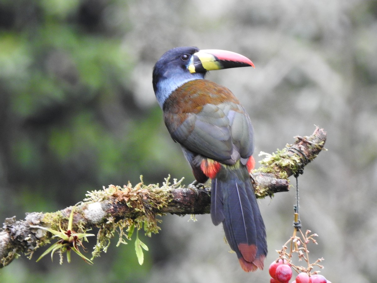 Gray-breasted Mountain-Toucan - ML634571234