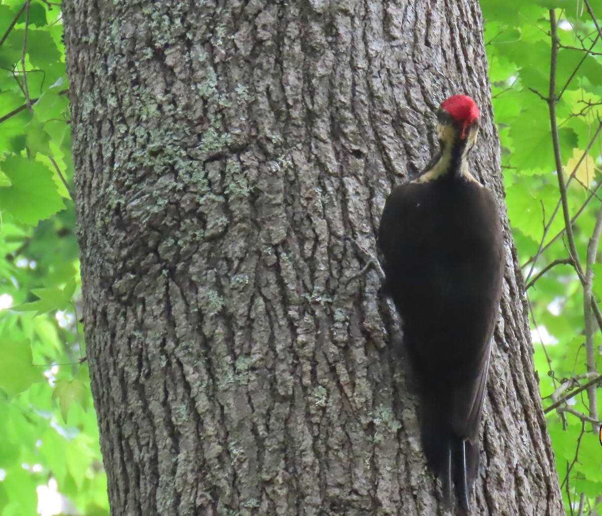 Pileated Woodpecker - ML634571240