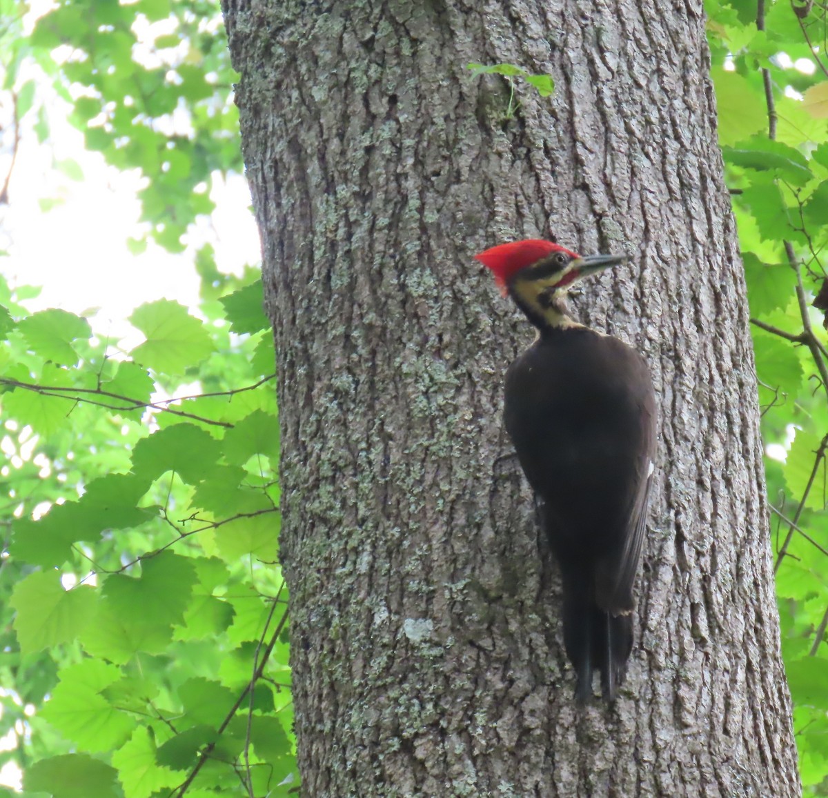 Pileated Woodpecker - ML634571251