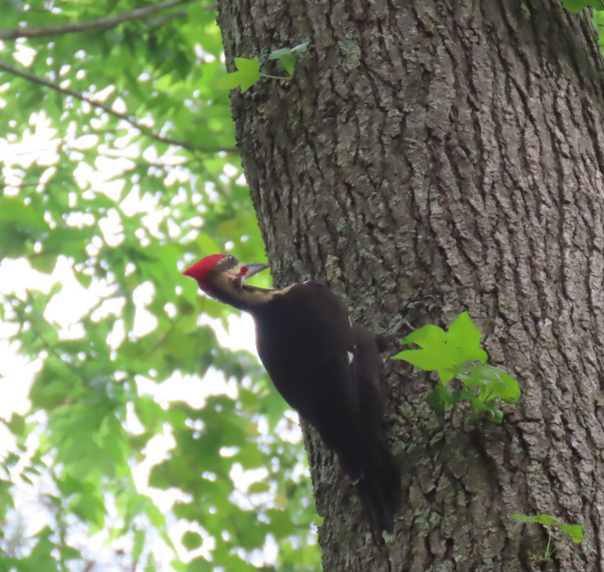 Pileated Woodpecker - ML634571260