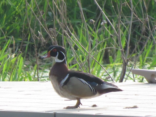 Anatra sposa - ML634571452