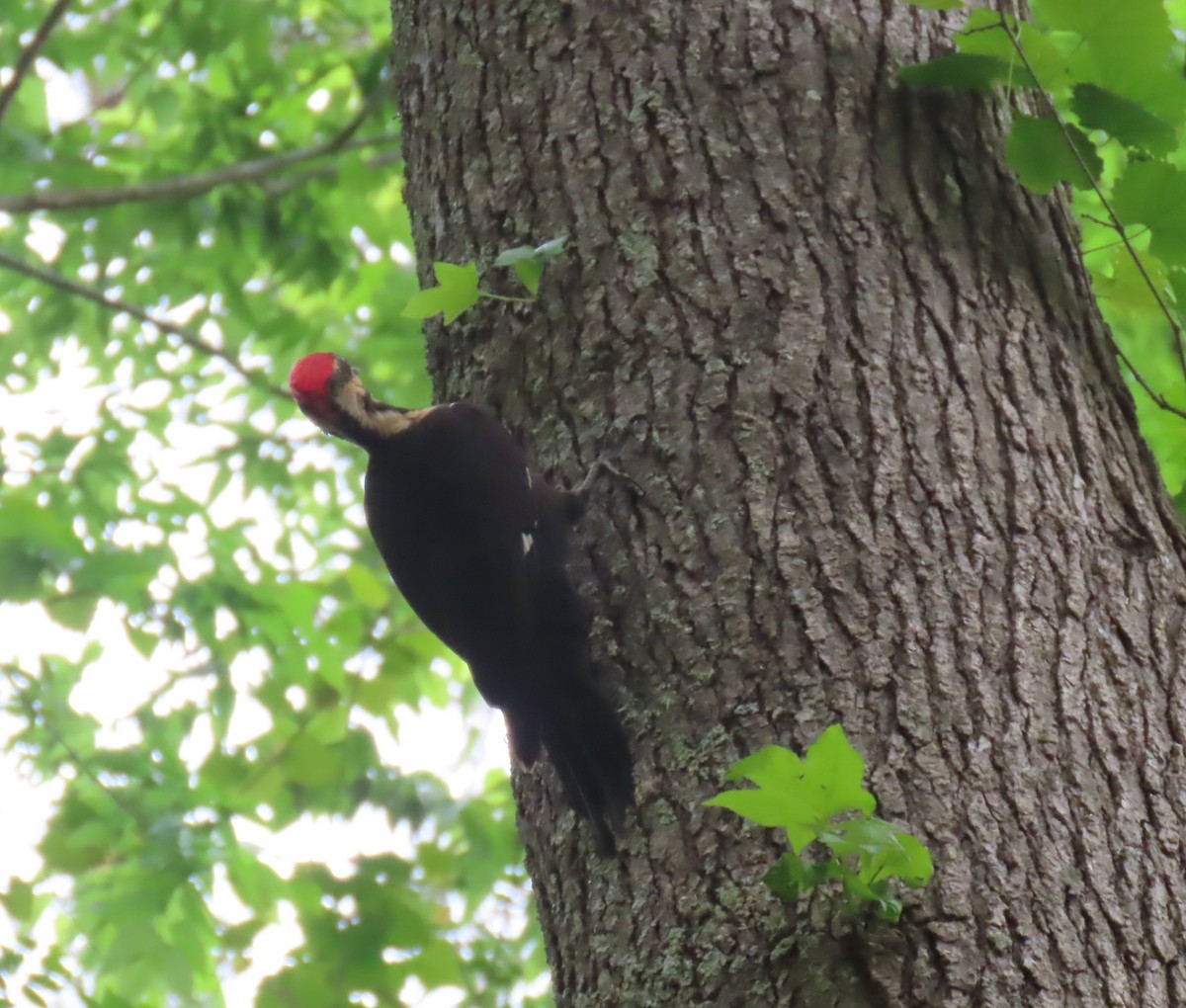 Pileated Woodpecker - ML634571469