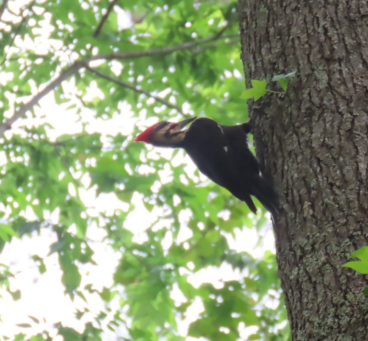 Pileated Woodpecker - ML634571476