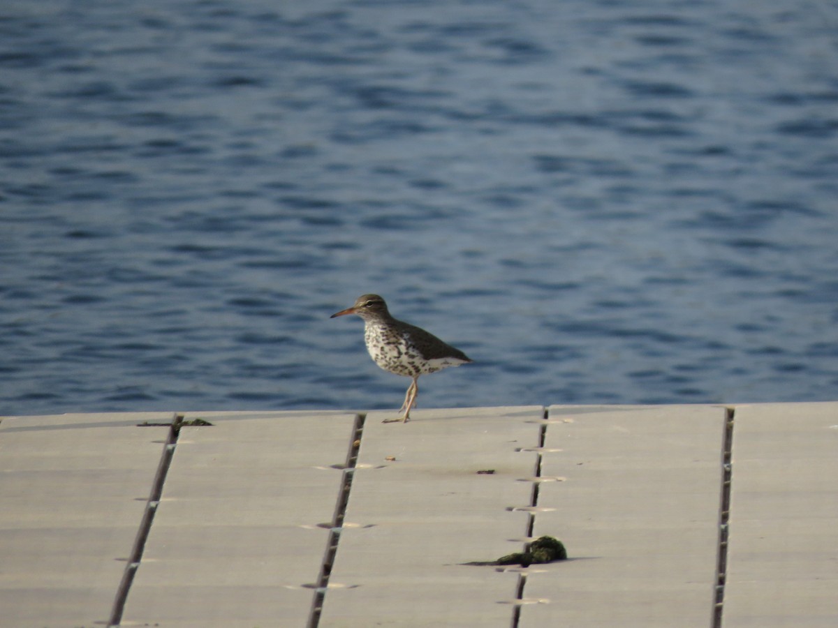 Piro piro macchiato - ML634571485