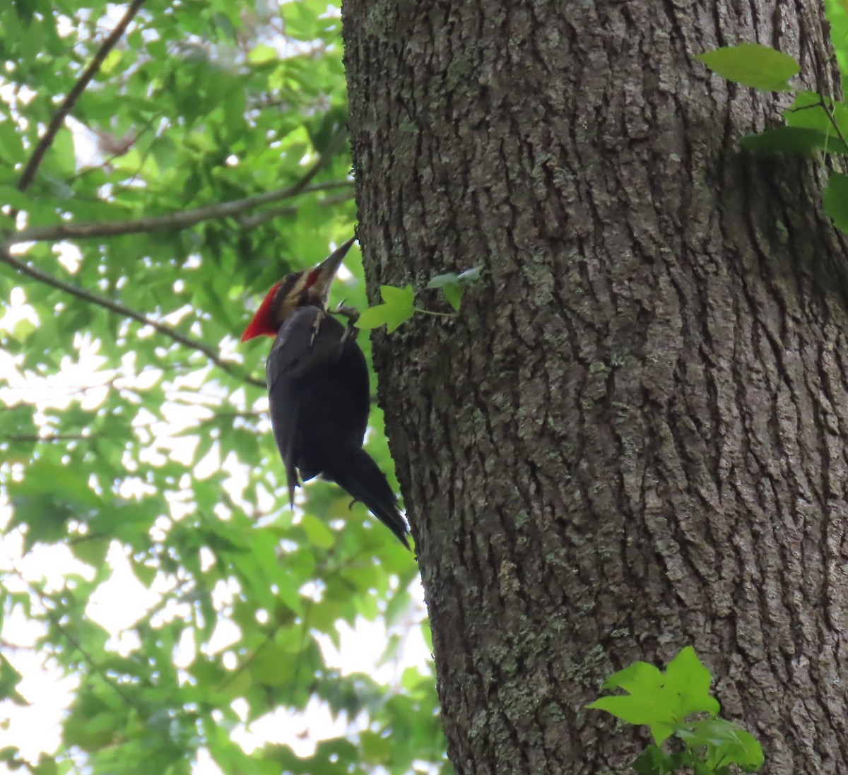 Pileated Woodpecker - ML634571487