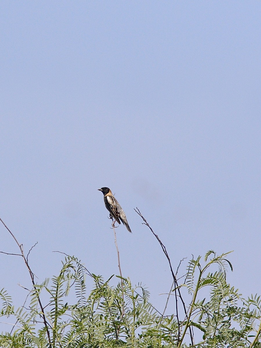 Bobolink - ML634571494