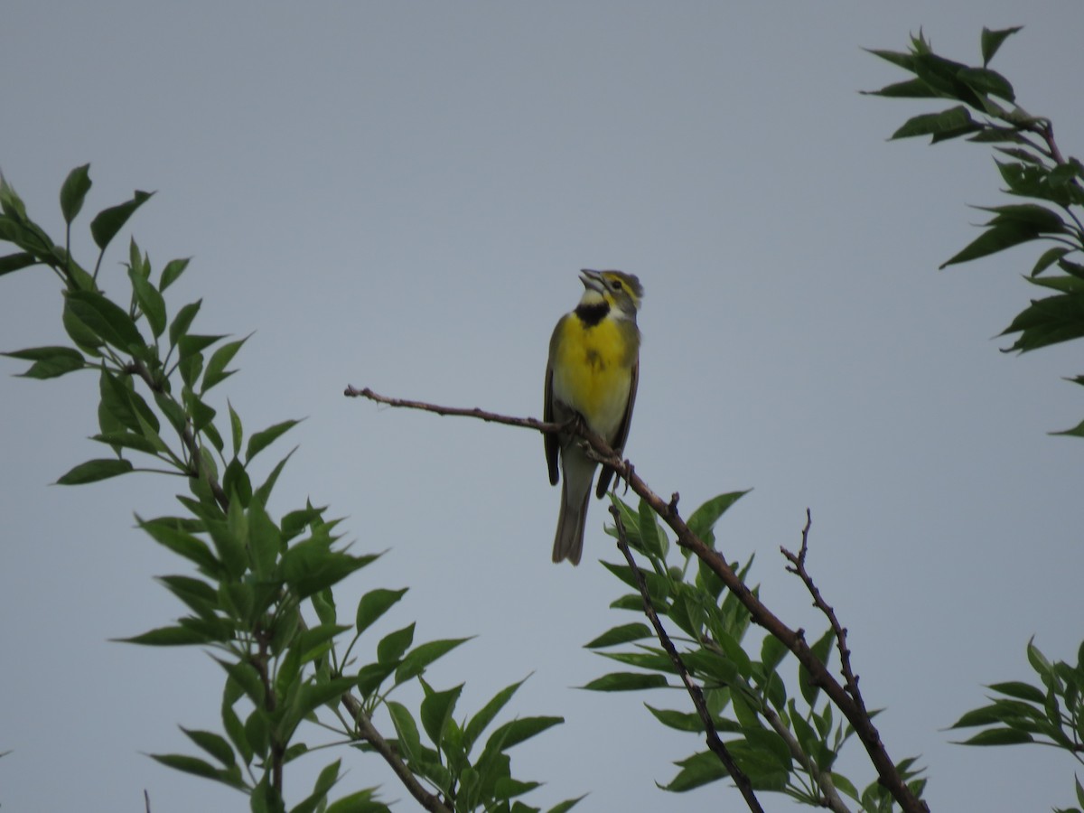Dickcissel - ML634571520