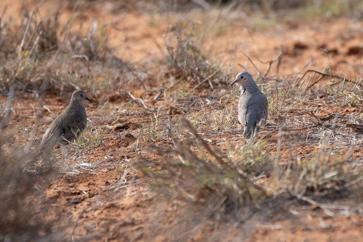Common Ground Dove - ML634571529