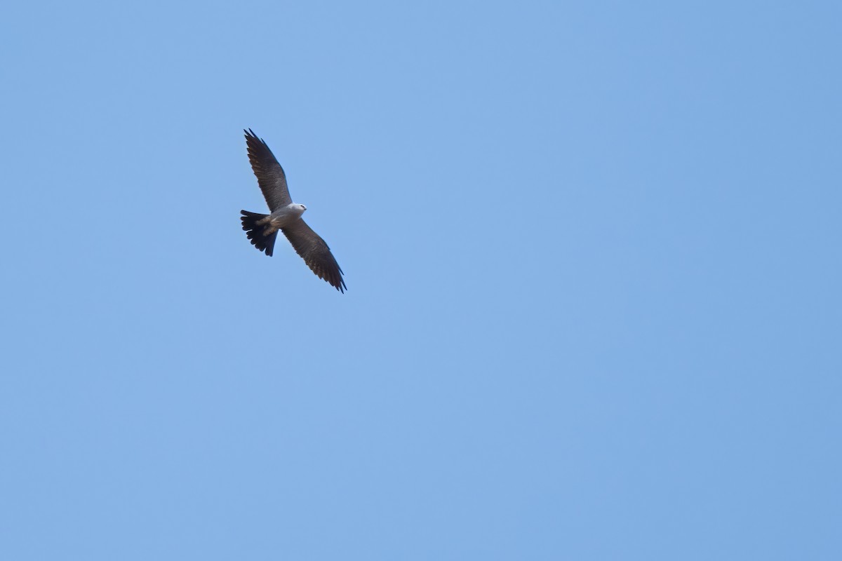 Mississippi Kite - ML634571543