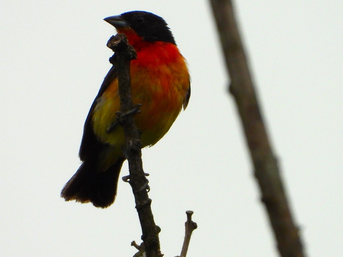 Crimson-breasted Finch - ML634571545