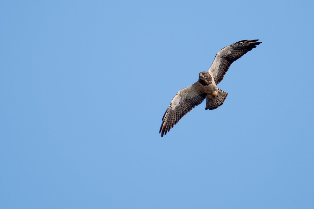 Swainson's Hawk - ML634571551