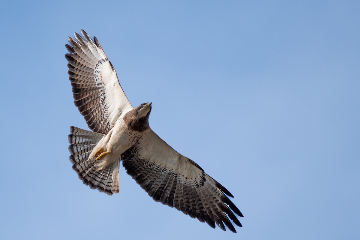 Swainson's Hawk - ML634571552