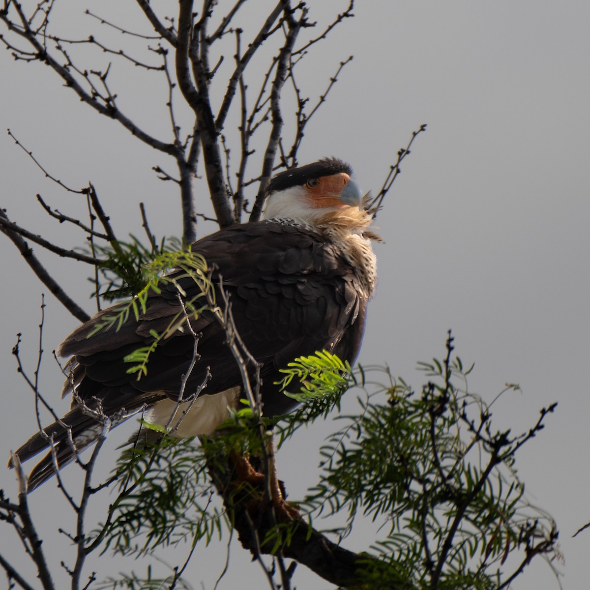 Crested Caracara - ML634571565