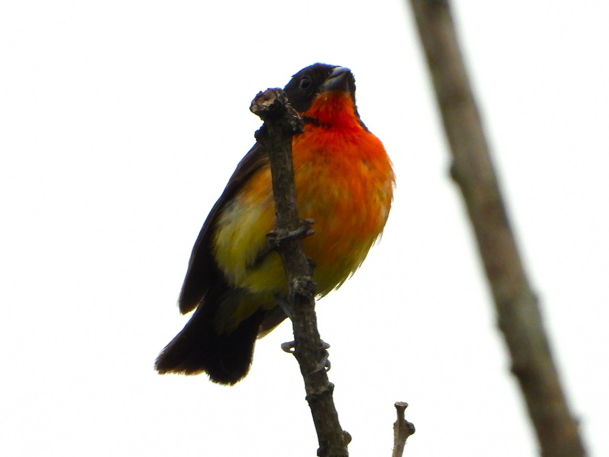 Crimson-breasted Finch - ML634571580
