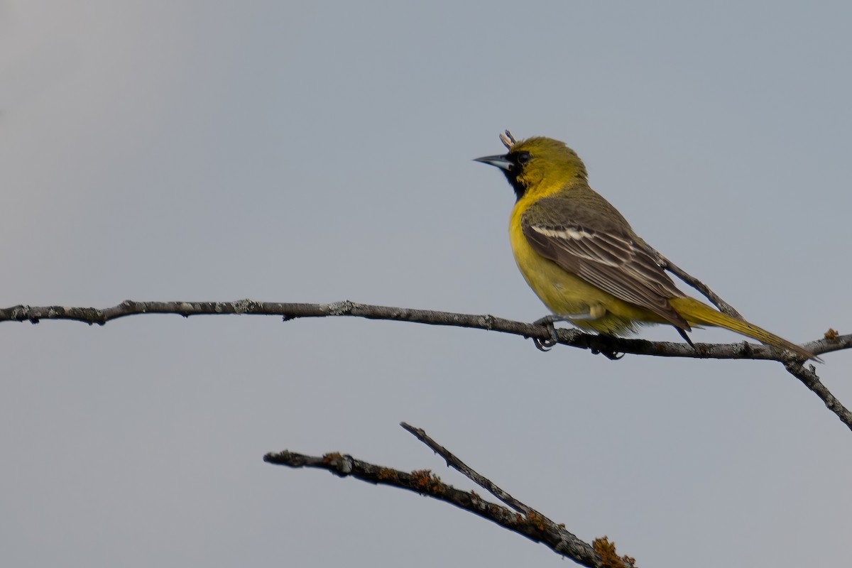 Orchard Oriole - ML634571598