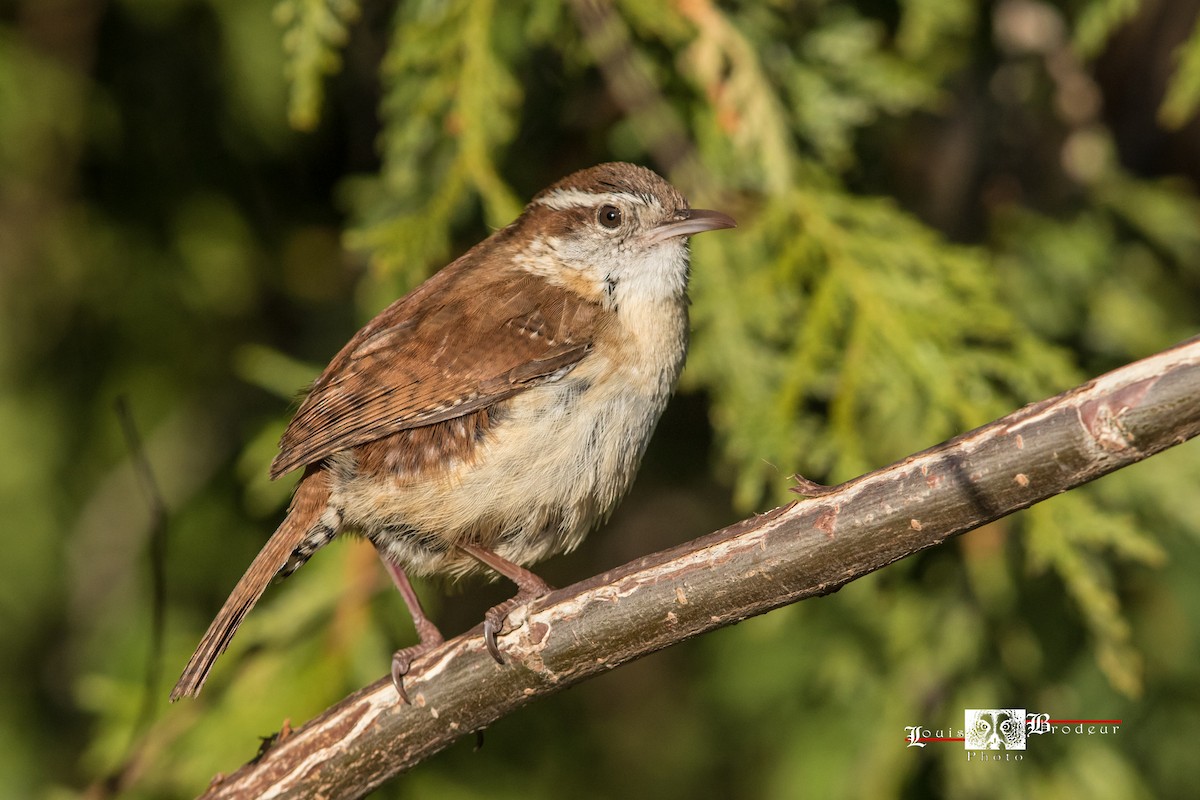 Carolina Wren - ML634571625