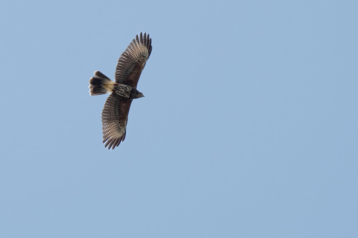 Harris's Hawk - ML634571680
