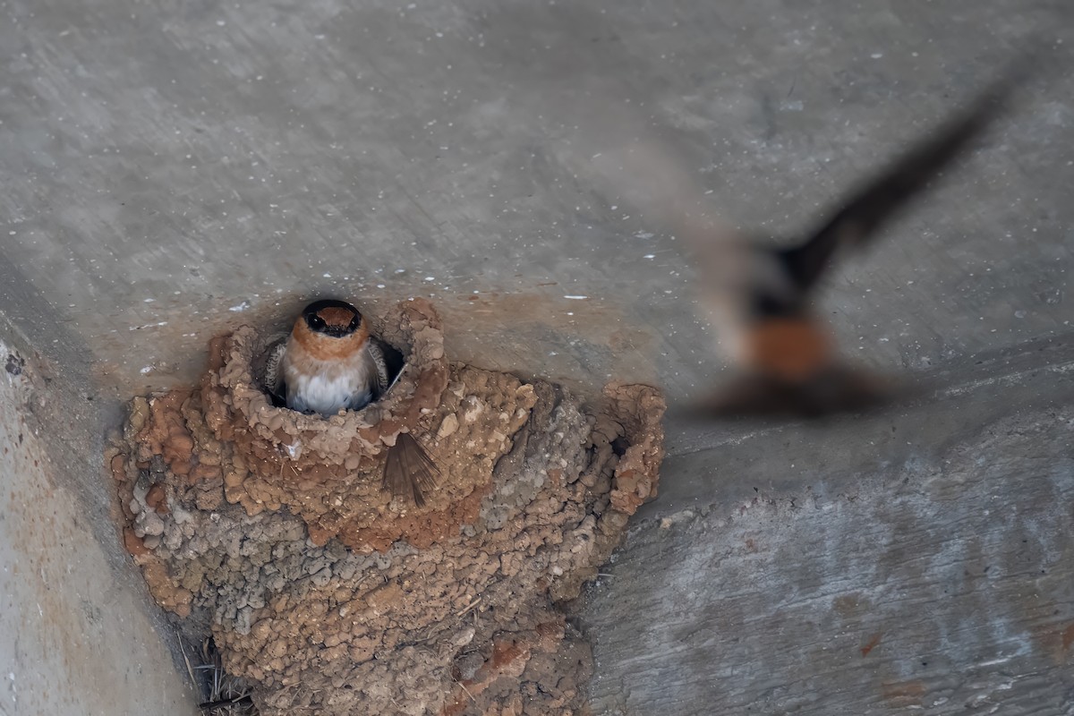 Cave Swallow - ML634571703
