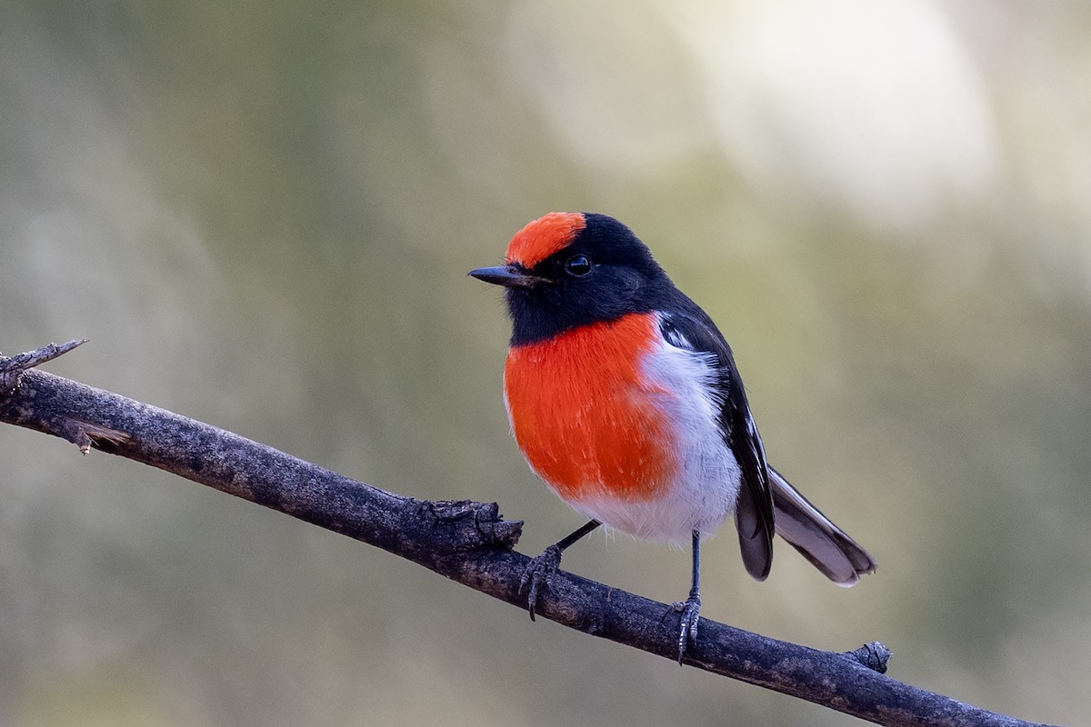 Red-capped Robin - ML634571783