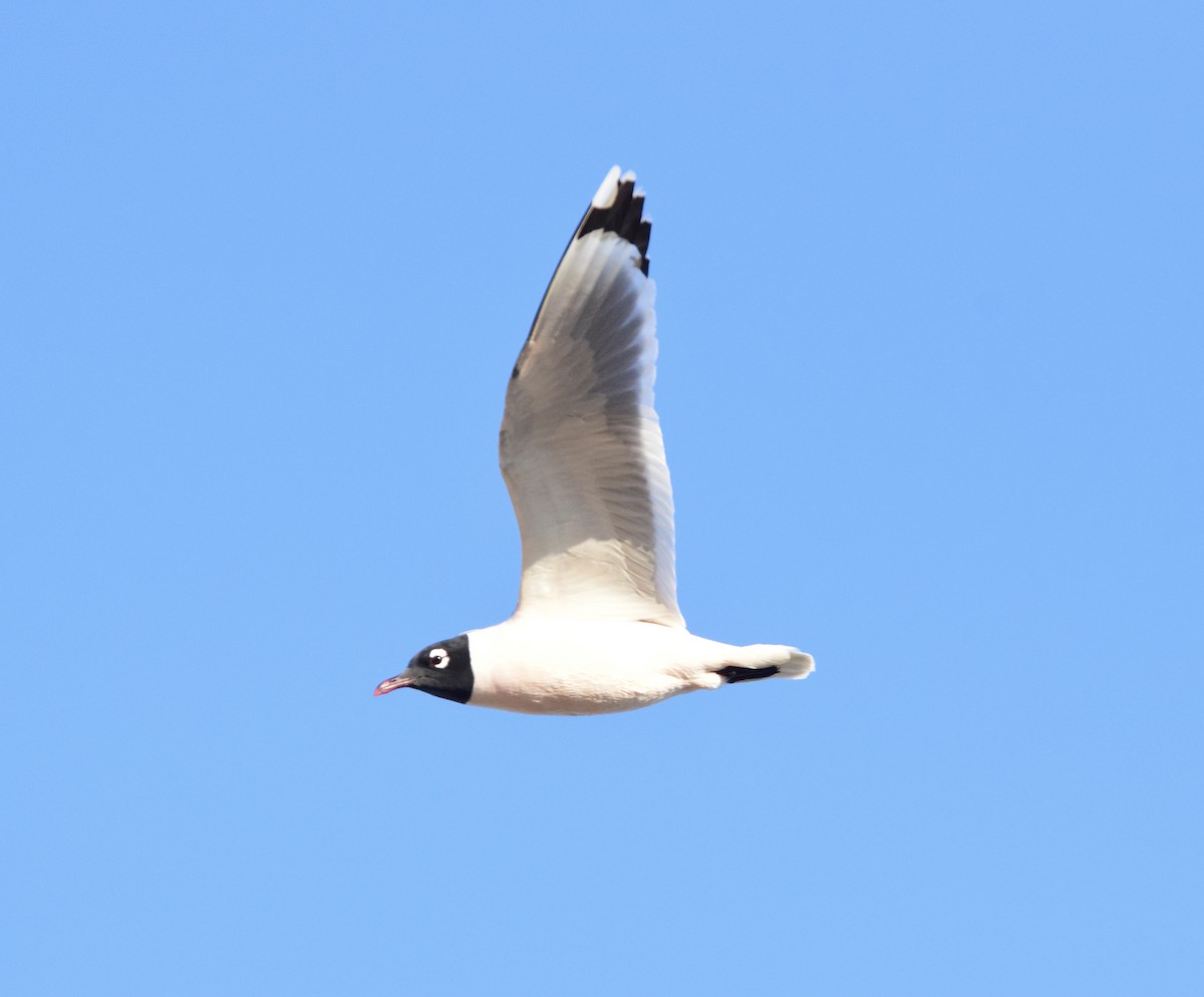Franklin's Gull - ML634571808