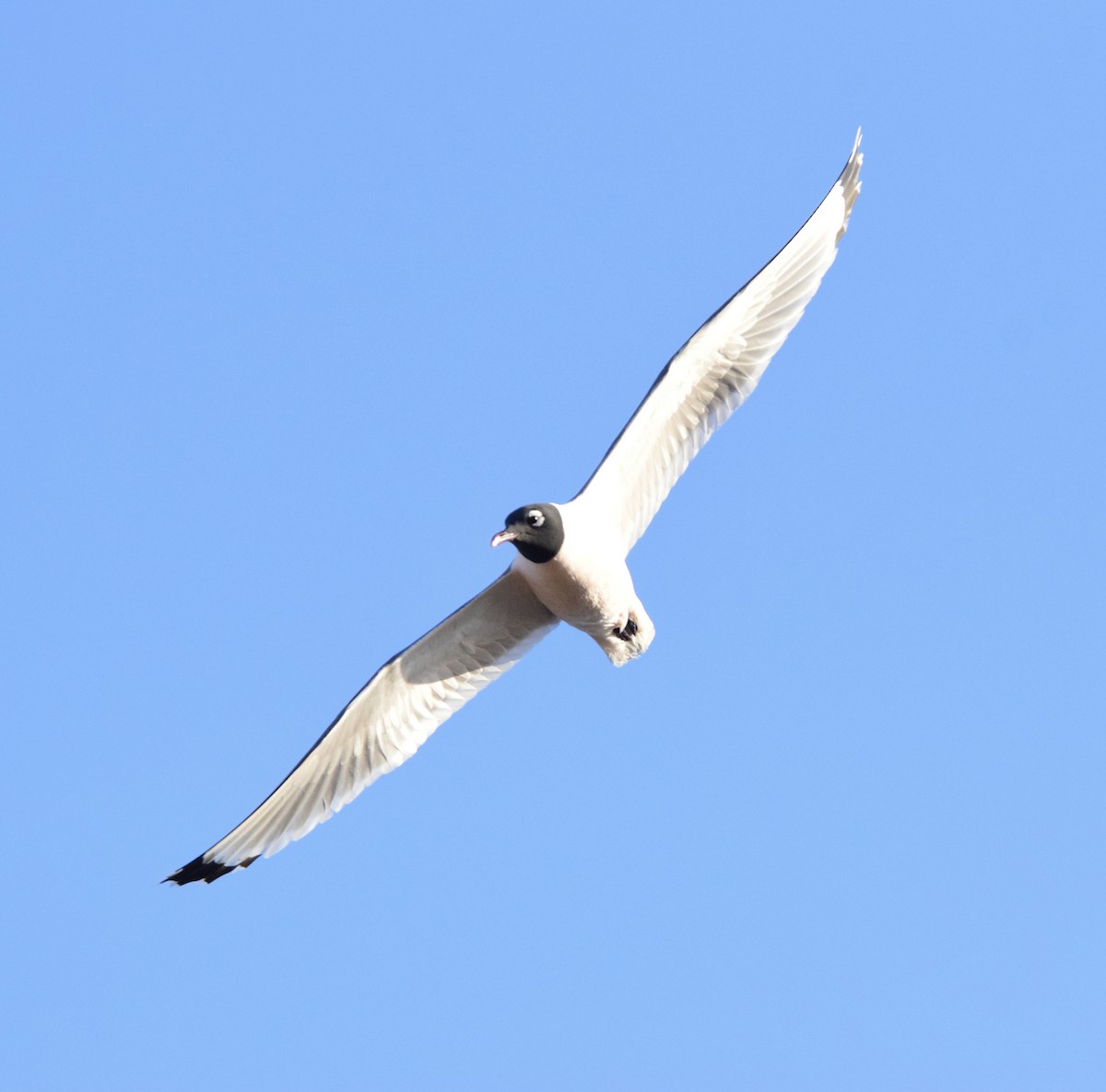 Franklin's Gull - ML634571854