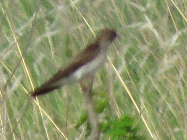Northern Rough-winged Swallow - ML634571861