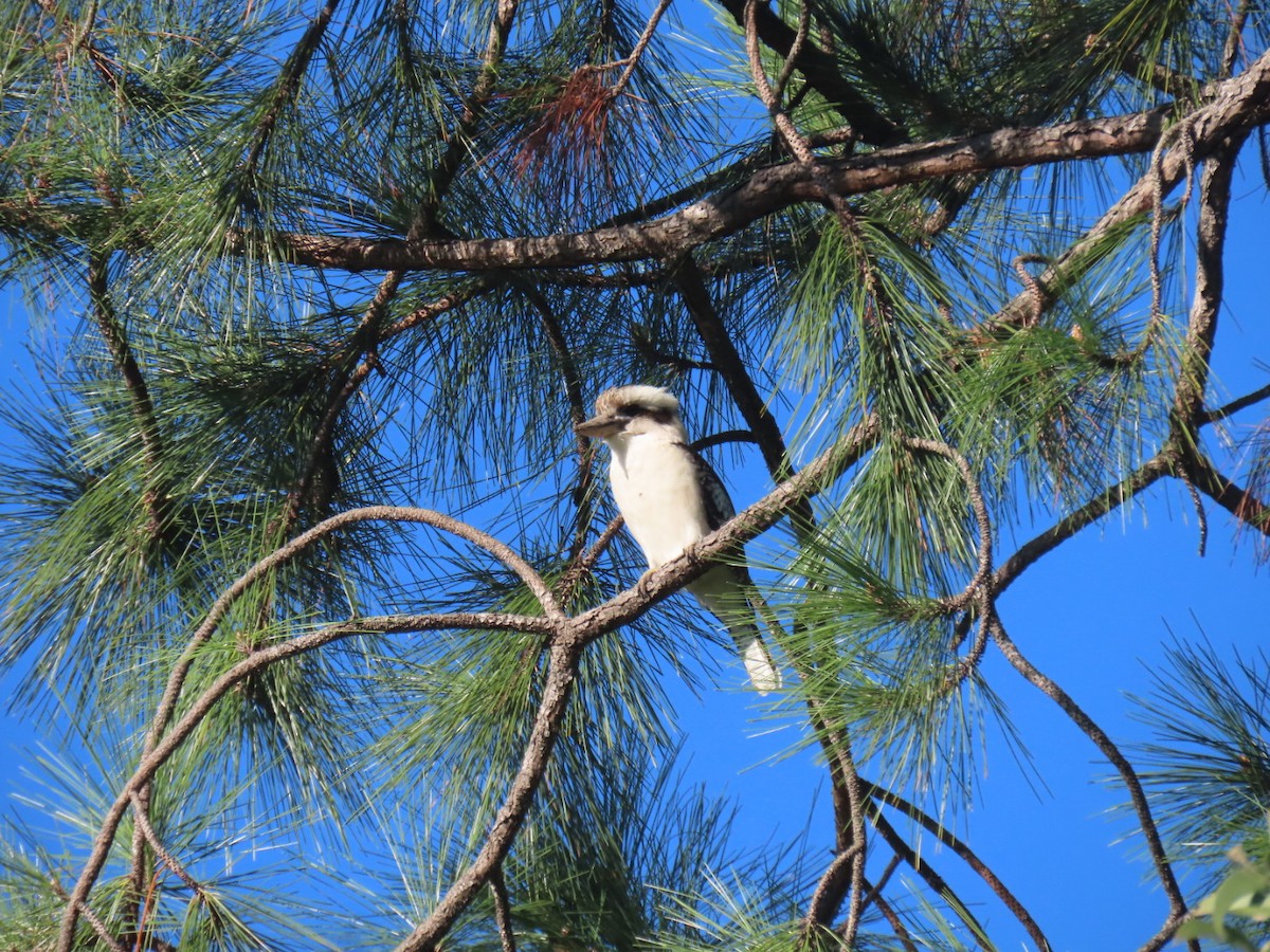 ledňák obrovský - ML634571983