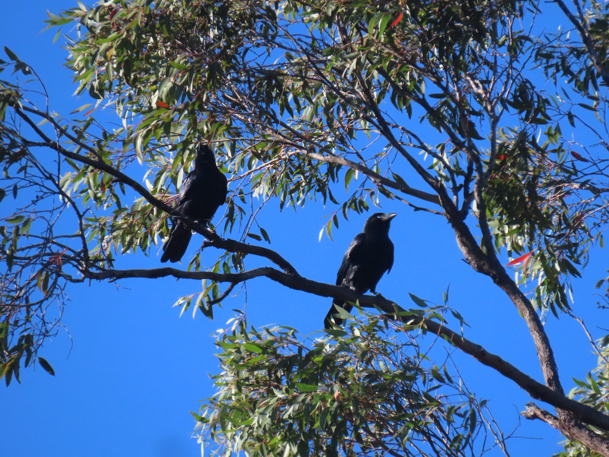 vrána australská - ML634572004