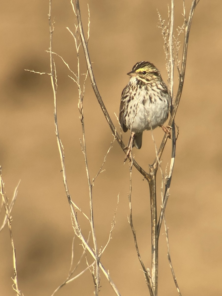 Savannah Sparrow - ML634572059