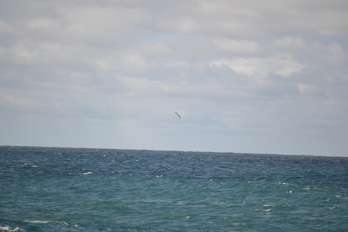 Black-browed Albatross - ML634572158