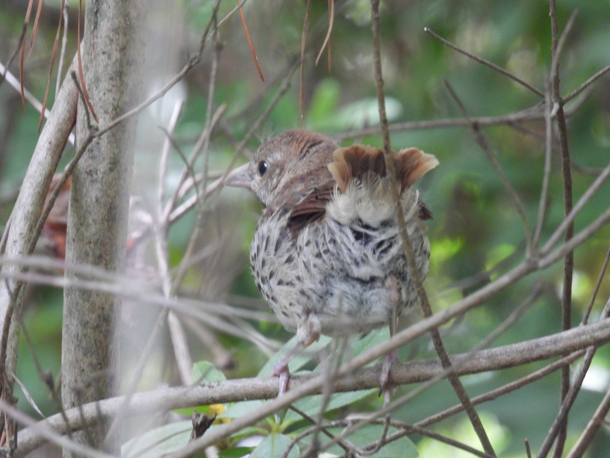 Brown Thrasher - ML634572169