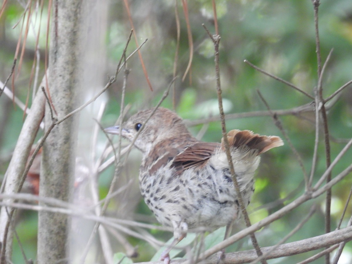 Brown Thrasher - ML634572171