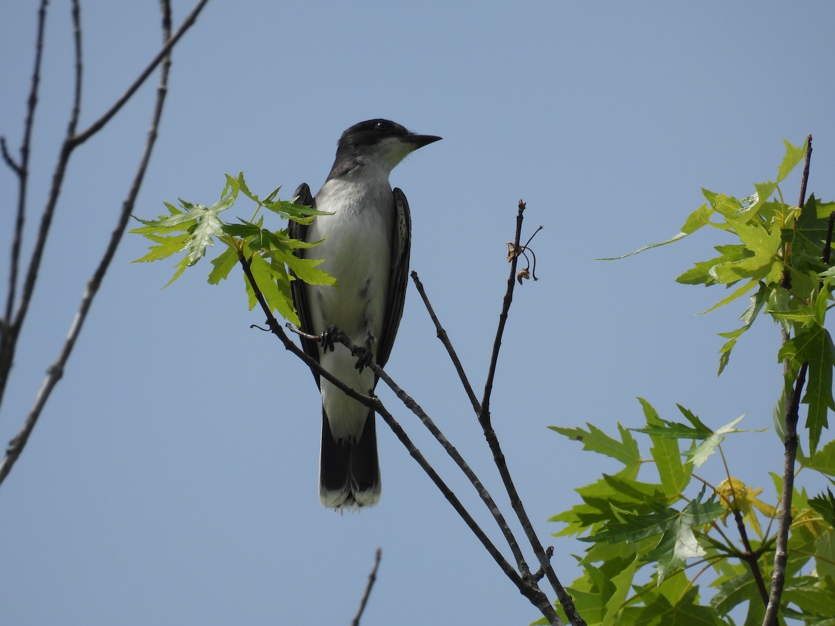 Eastern Kingbird - ML634572182