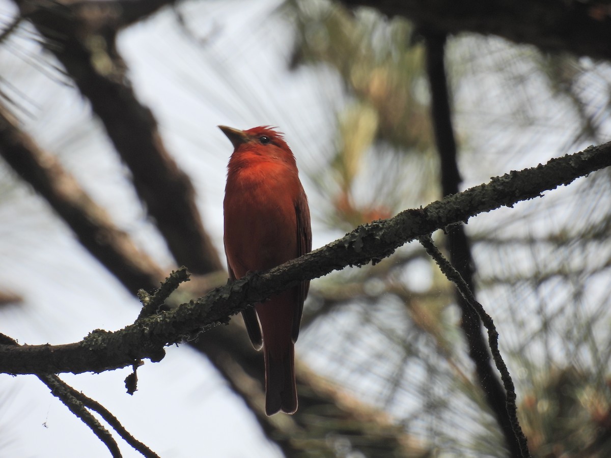 Summer Tanager - ML634572202