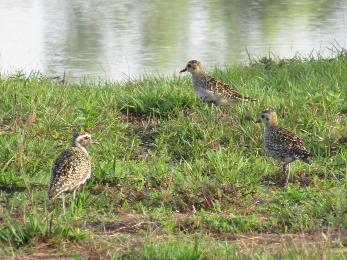 Pacific Golden-Plover - Raju Kidoor