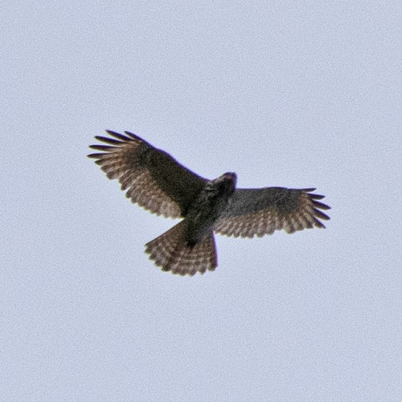 Red-shouldered Hawk - ML634572432