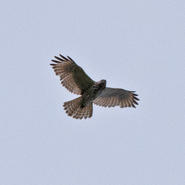 Red-shouldered Hawk - ML634572433