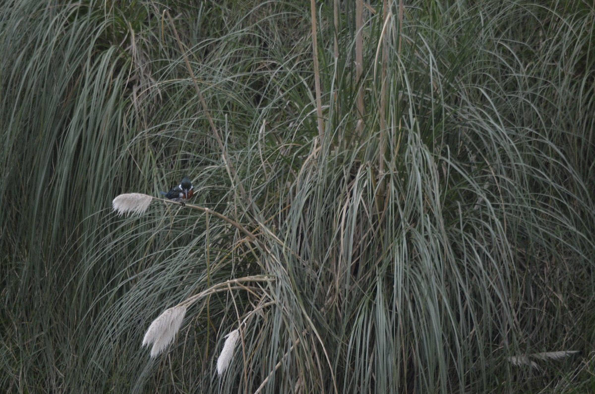 Amazon Kingfisher - ML634572450